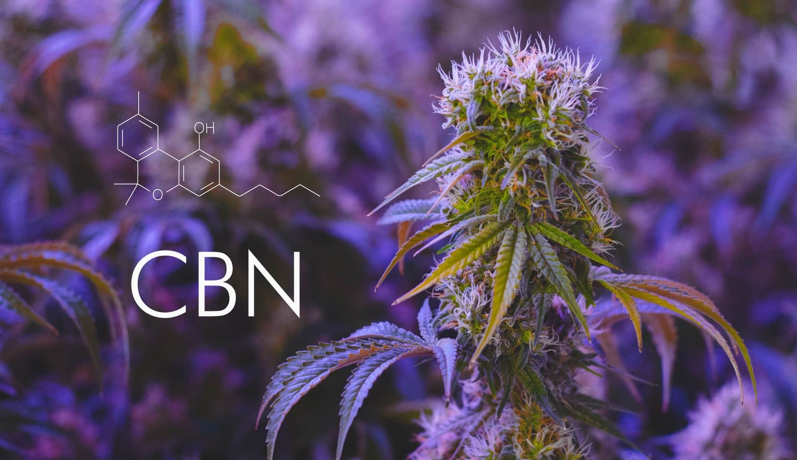 What is CBN? Cannabinoid sleep effects