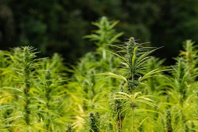 Hemp Farm